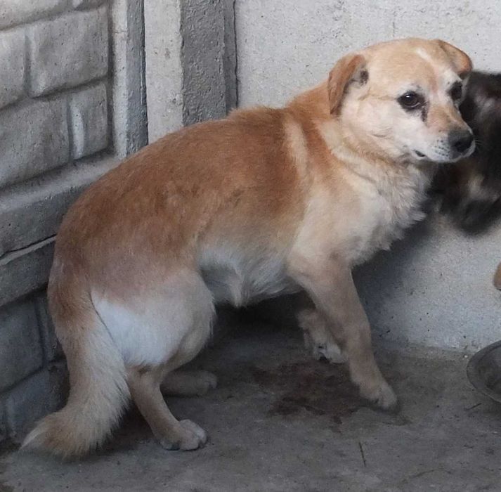 LIGOŃ mały biszkoptowy pies do adopcji