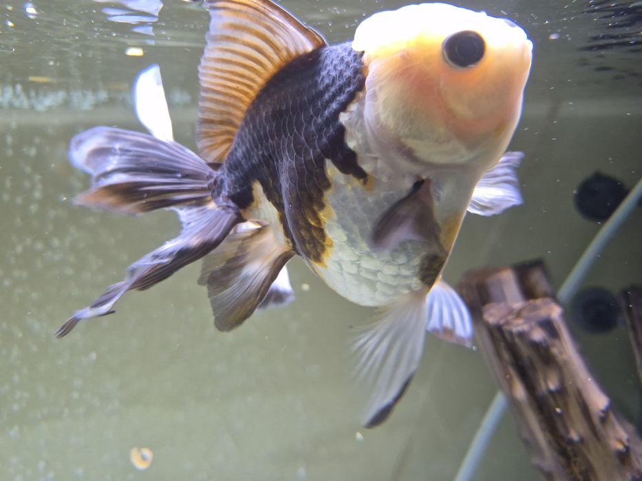 Welonka Oranda Panda