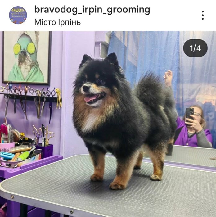 Стрижка собак грумер грумінг салон вичісування лінька спа калтуни коти