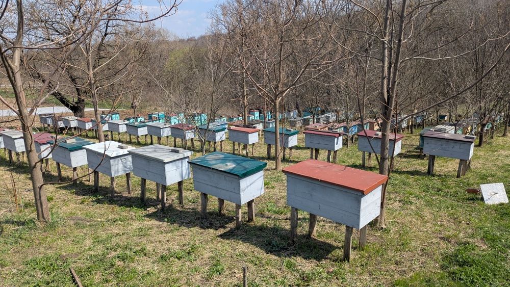 Продам вулики ( пасіка )