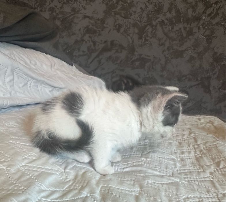 Кошенята в люблячу сімʼю
