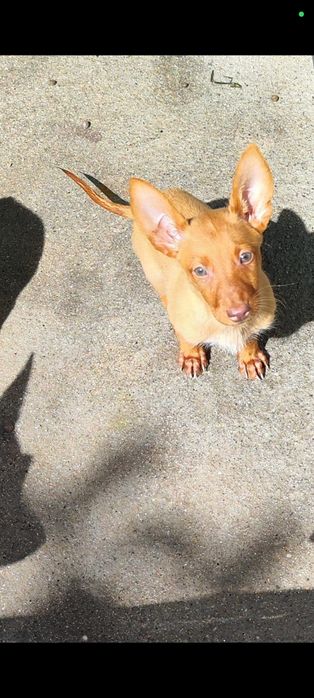 Cães Podengos para adoção Linha de caça