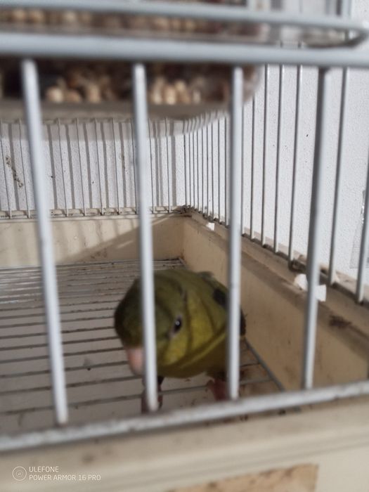 Vendo macho Catarina