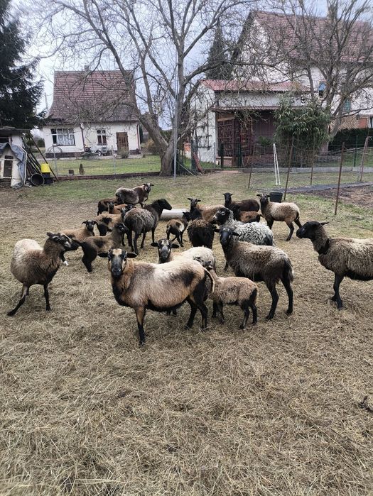 Owce,owca Kameruńskie