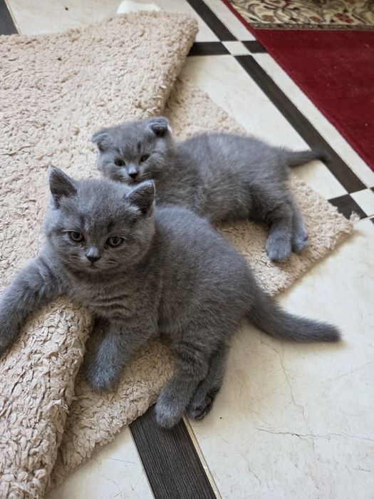 Шотландские котята