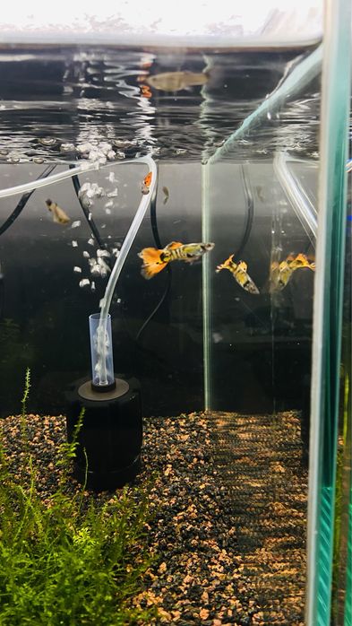 Guppys Macho/ Femea