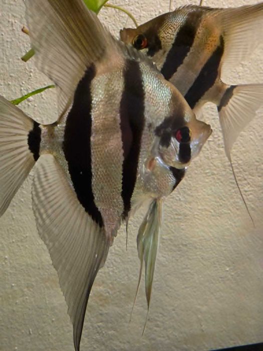 Pterophyllum scalare Skalar peru altum - młode (F2) po pięknych rodzicach
