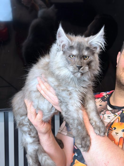 Мейн кун хлопчик  чорний  дим шадет