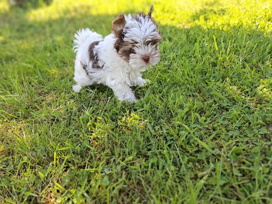 Yorkshire terrier  mini piesek