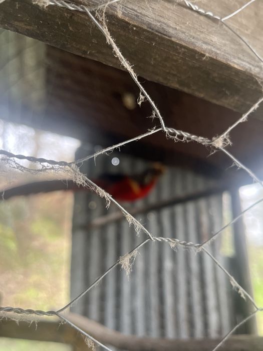 Vendo Faisão-dourado