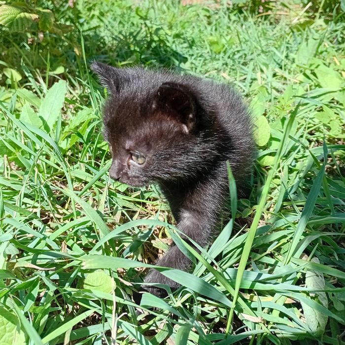 Отдам котят в добрые руки