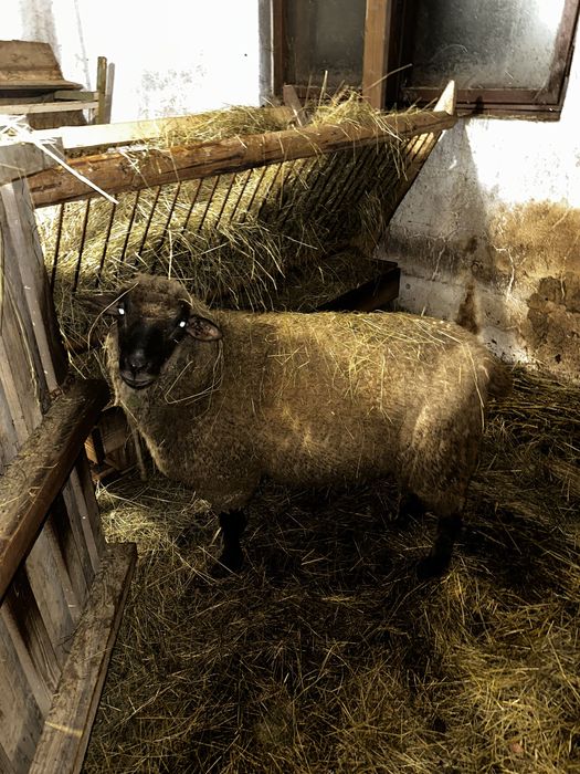 Sprzedam barana czarnoglowke miesny