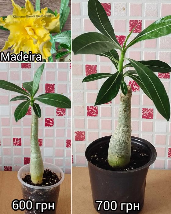 Адениум привитый белый махровый