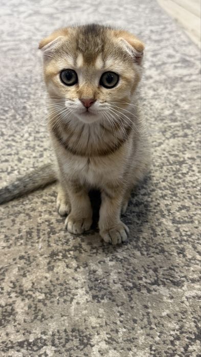 Продам котят шотландських