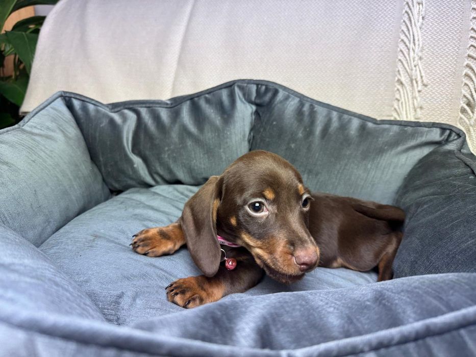 jamnik miniaturowy choco