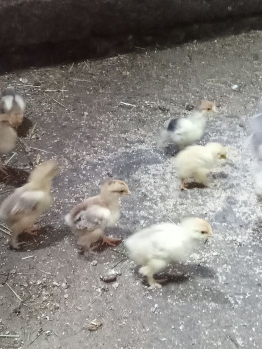 Sprzedam kurczęta Brahma y