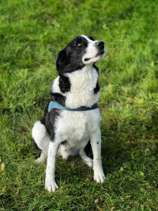 Piękny pies  od 3 lat   czeka na dom