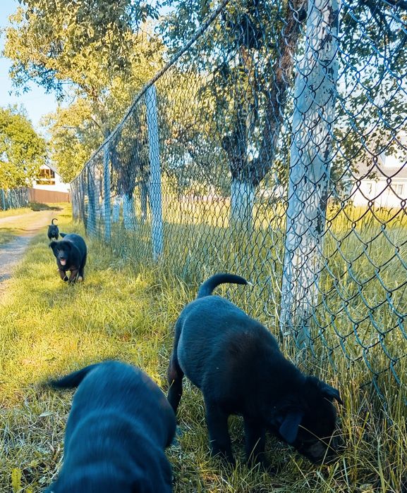 Шпіц і лабрадор ,дитячі собаки.