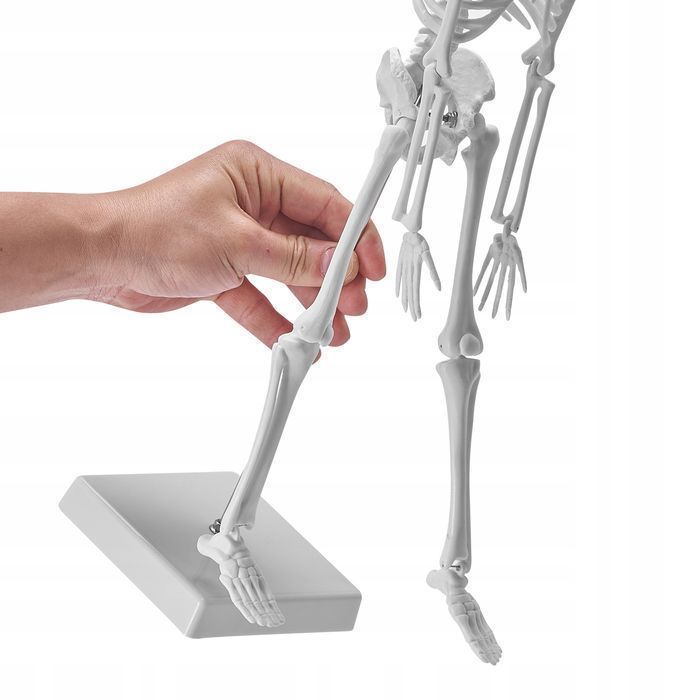 Vevor 4-częściowy model anatomii człowieka kompletny zestaw
