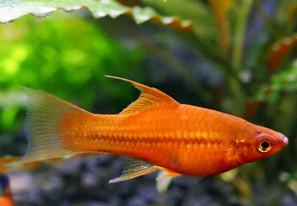 Ryby akwariowe Mieczyki 4-10cm