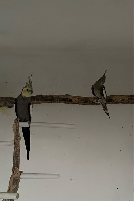 Casais de Caturras