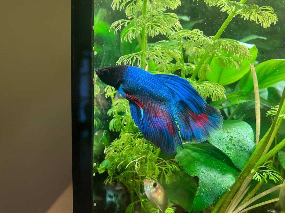 Акваріумні рибки півник «петушок»