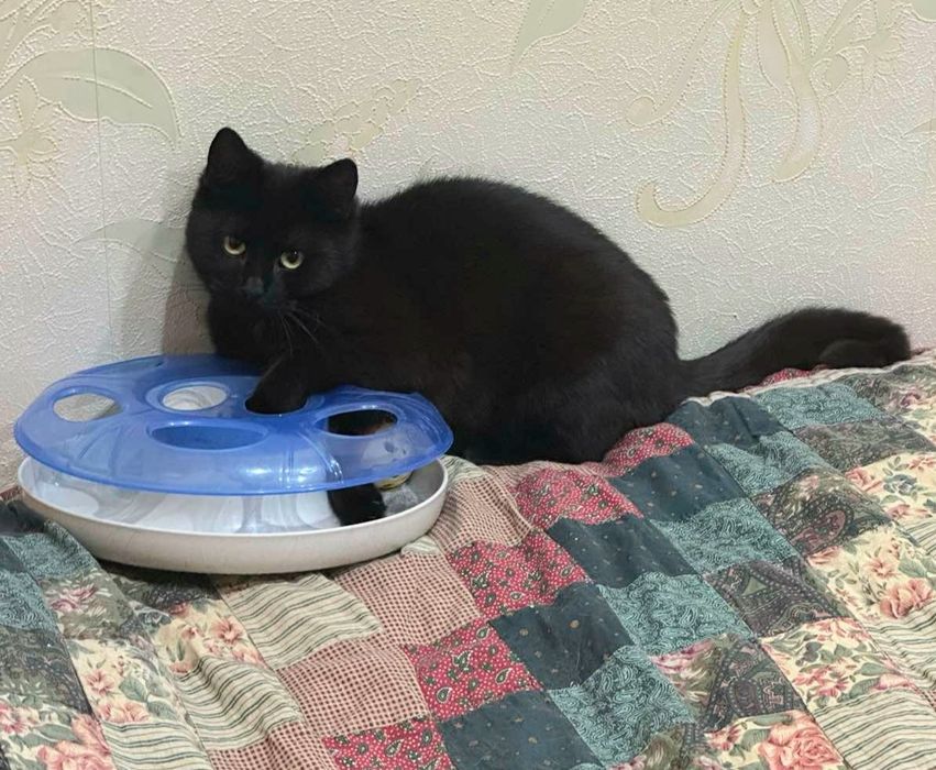 Багира, в хорошие ручки!