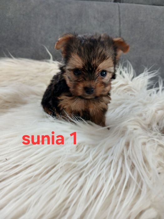 Sunia york z Rodowodem
