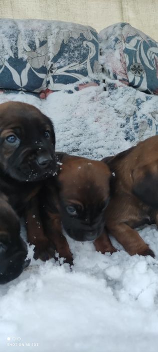 Posokowiec bawarski z metryką