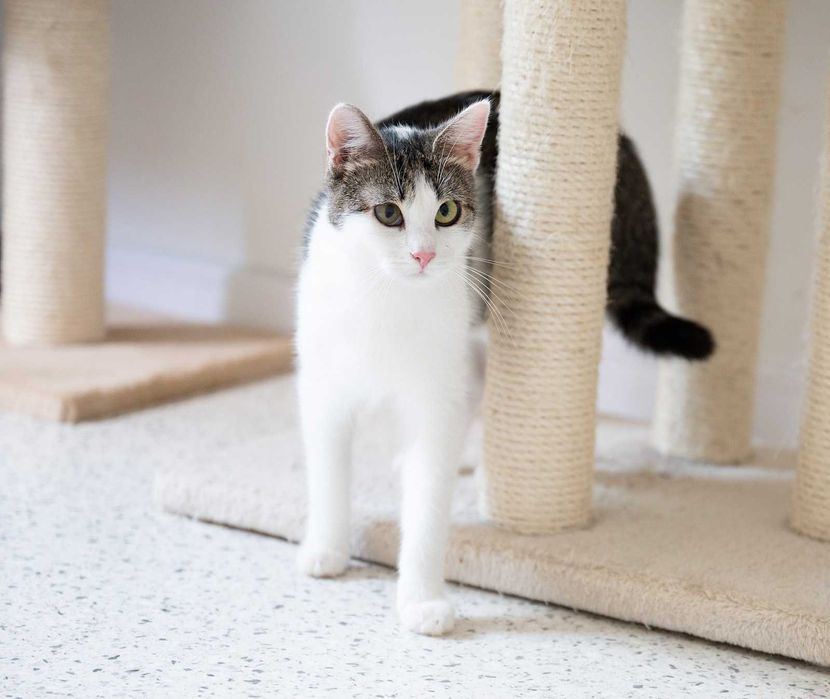 Kotka do adopcji - LOLA, 1 rok