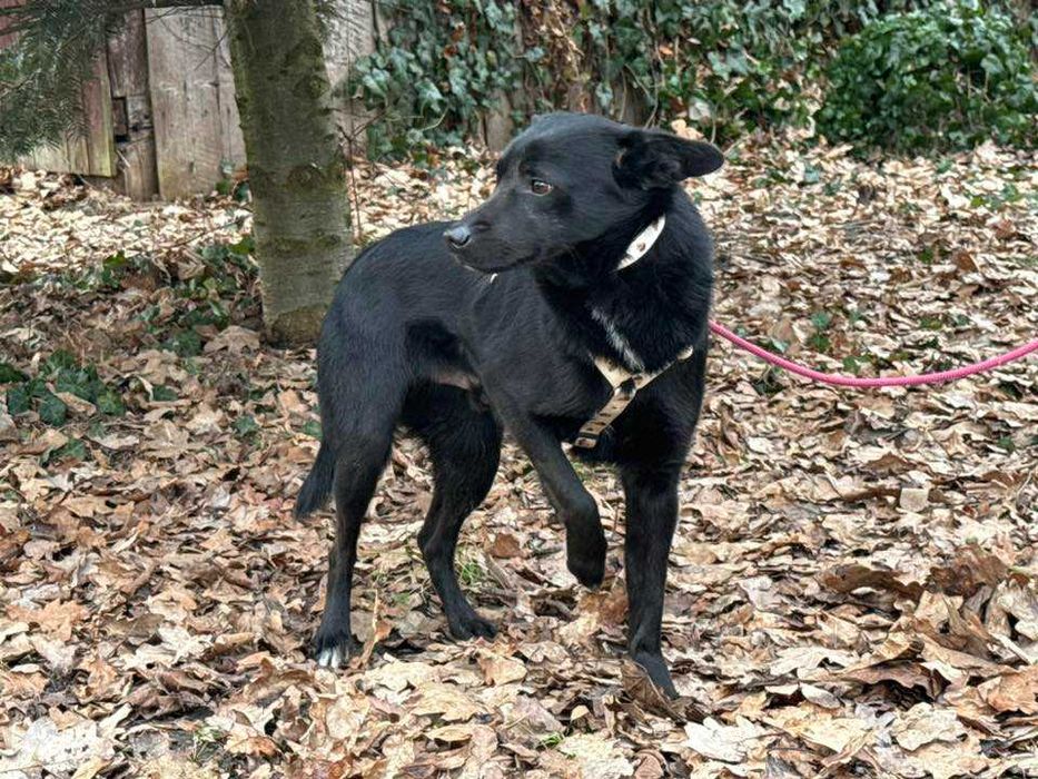 Onyx- adoptuj super psa