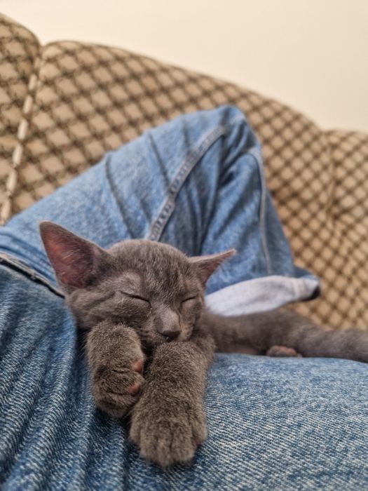 Gatas para adoção