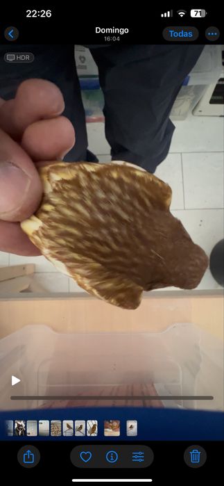 Canários Phaeo Branco ou Amarelo