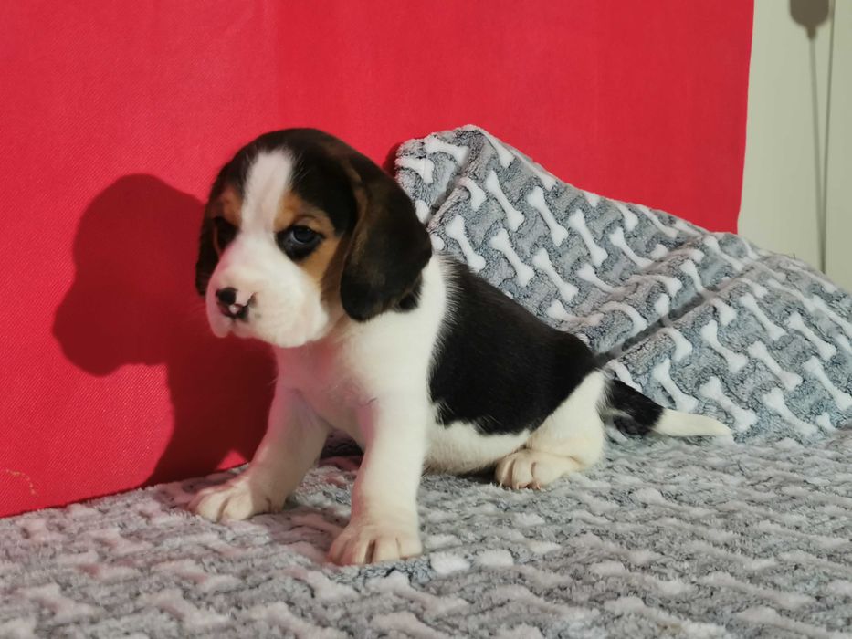 Beagle piękny piesek 8 tygodni
