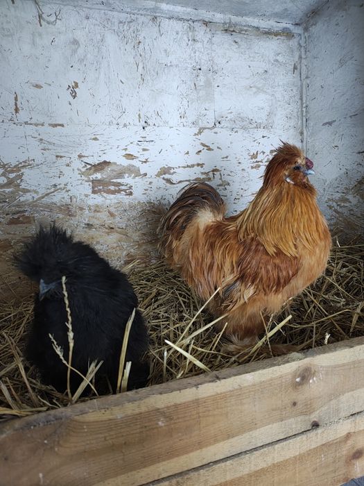 Sprzedam parę silek