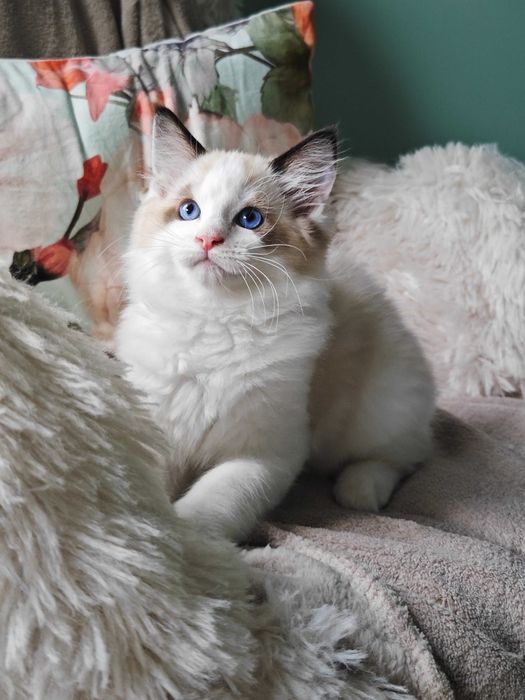 Ragdoll - przepiękny kocurek Zazu rodowód FPL
