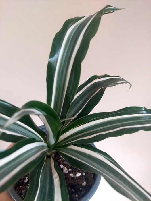 Planta Dracaena spp.