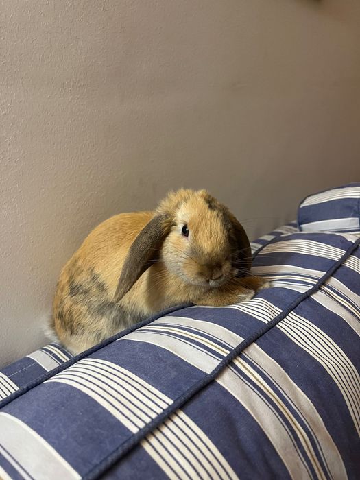 coelho mini loop anao macho