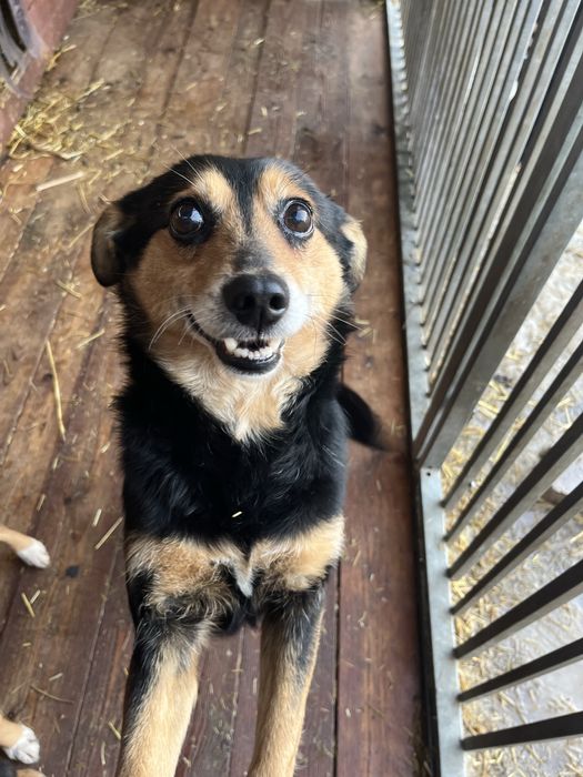 pies do adopcji za darmo