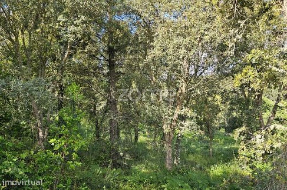 Terreno, Favaios