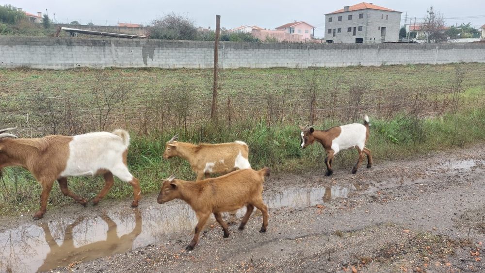 Vende se cabras e chibos