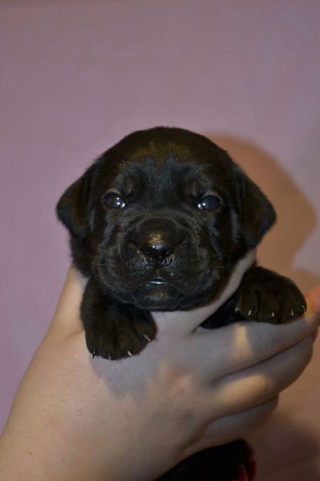 Цуценята  Кане корсо