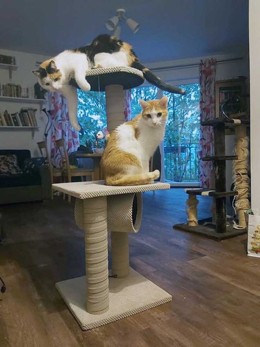 Nowoczesny Drapak dla Kota różne modele wiele kolorów polski producent