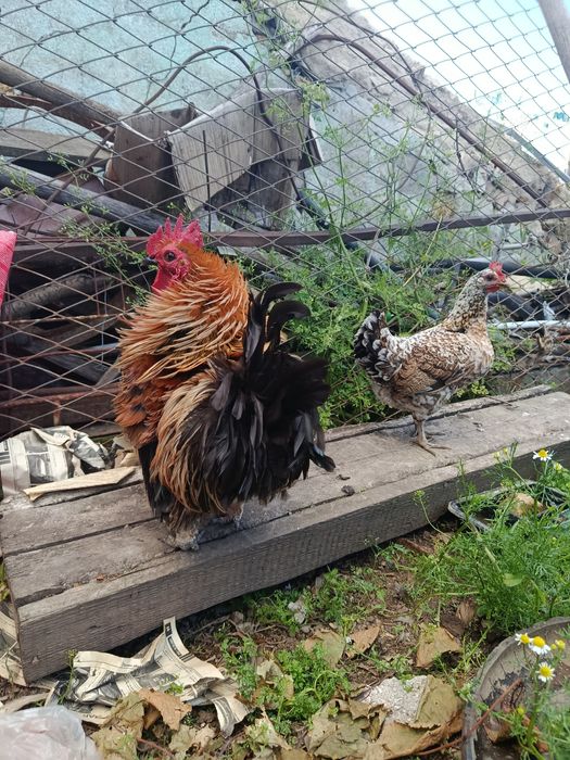 Продам яйцо инкубационное бентамка