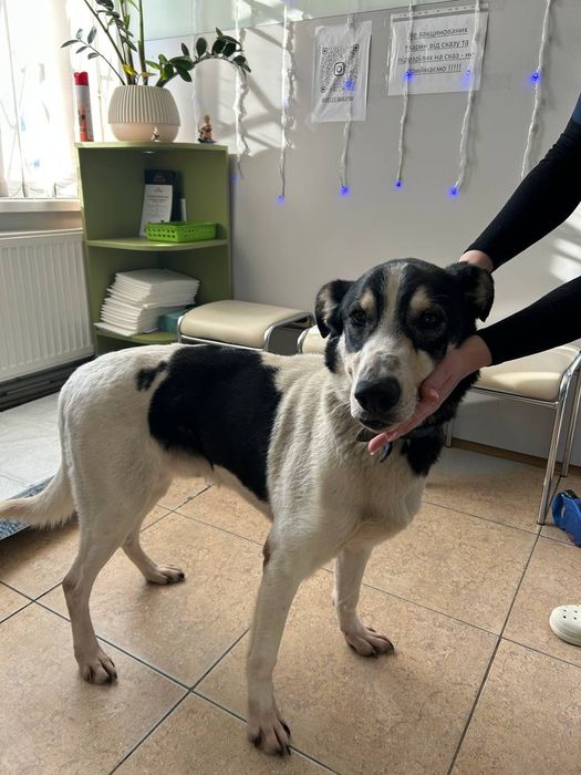 Хлопец, метис‼️Віддається‼️ В родину