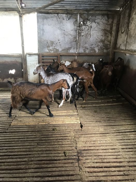 Vendo  10 chibas  ou troco  por ovelhas para  criar