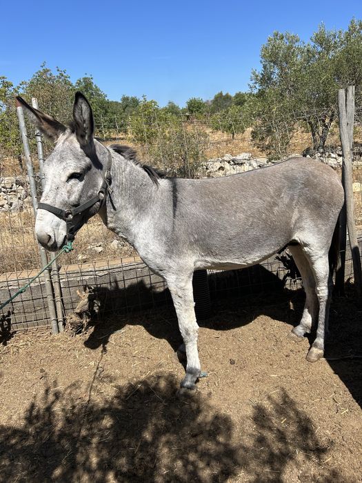 Burro montado e engatado