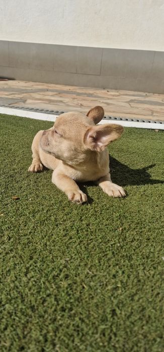 Menina bulldog frances isabella