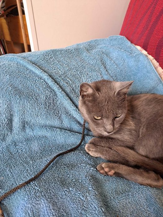 Gato Cinza para adoção responsável