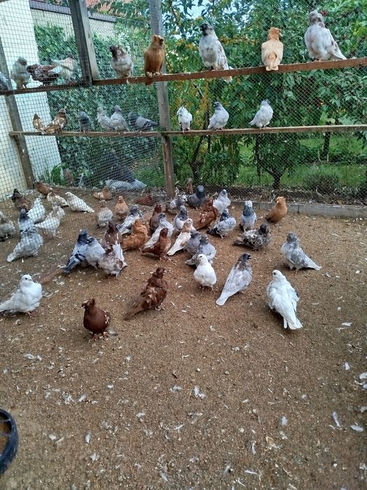 Gołębie ozdobne, mewka chińska , turkot frankoński